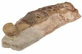 Fossil Plesiosaur Paddle - Asfla, Morocco #199979-4